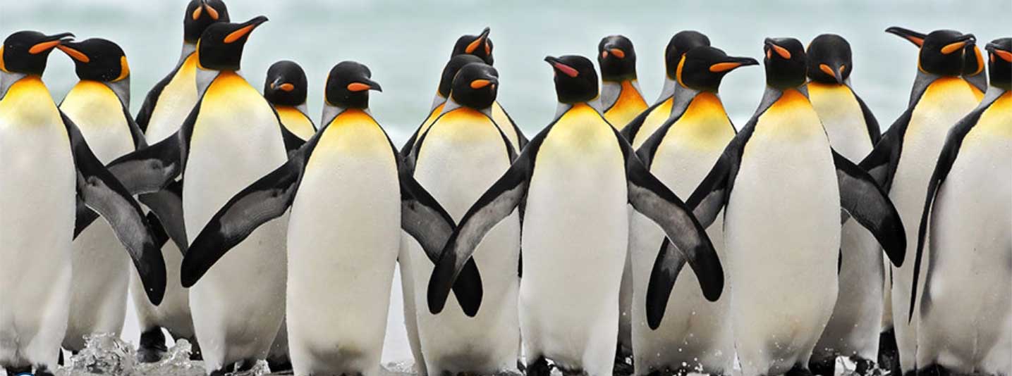 Penguins Travel agent for any destination