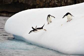 Penguins playing in Antarctia
