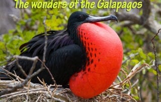 Galapagos Islands