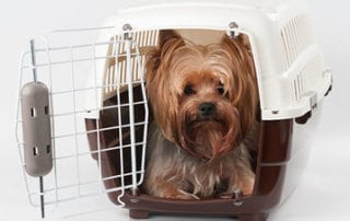 Tips for flying with pets
