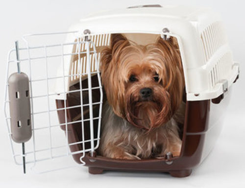 Flying with pets on board