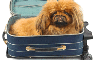 Travel with pets