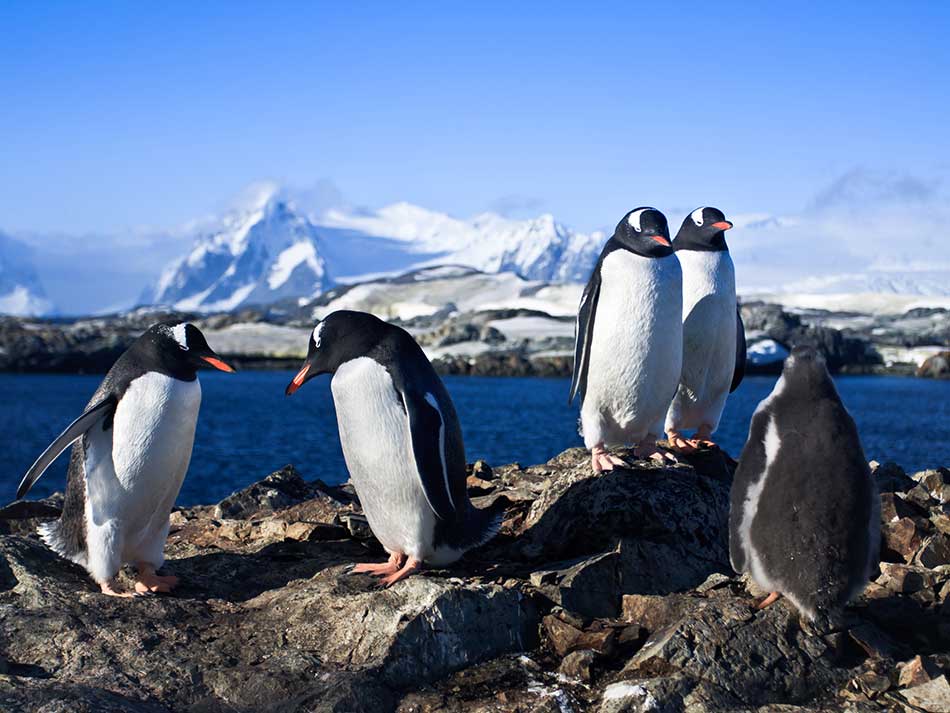 AntarticaPenguinsDepositphotos_4199785_xl-2015Web950 Penguins Antartica