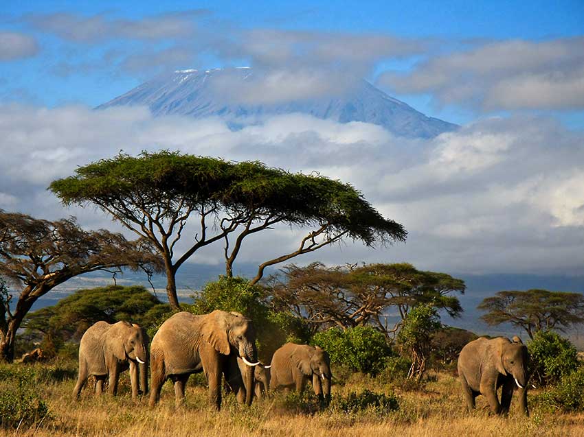 Africa Safari