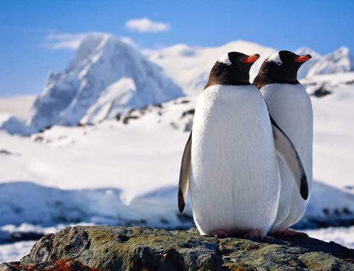 Embracing Antarctica: A Journey into the Pristine Wilderness