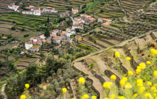 Vineyards in Duro Valley Portugal