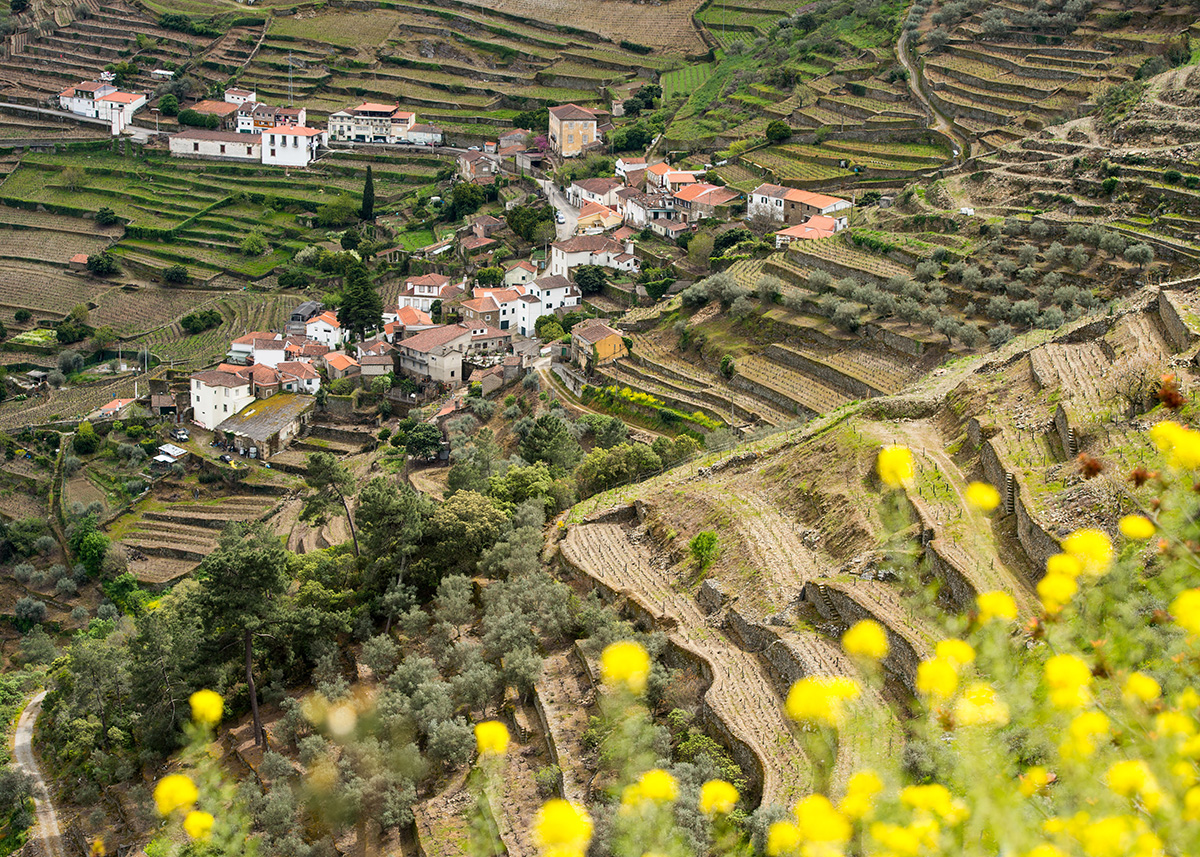 Duro Valley Portugal Vineyard_109047986_Blog Vineyards in Duro Valley Portugal