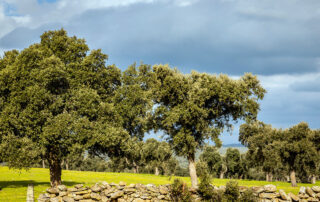 Cork farms Portugal