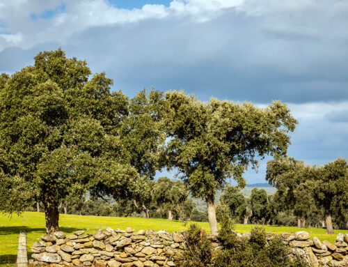 Portugal’s Cork Country: Discovering the Soul of Sustainability in the Alentejo Region