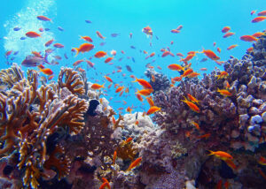 Seychelles scuba diving